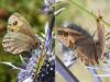 Erebia meolans